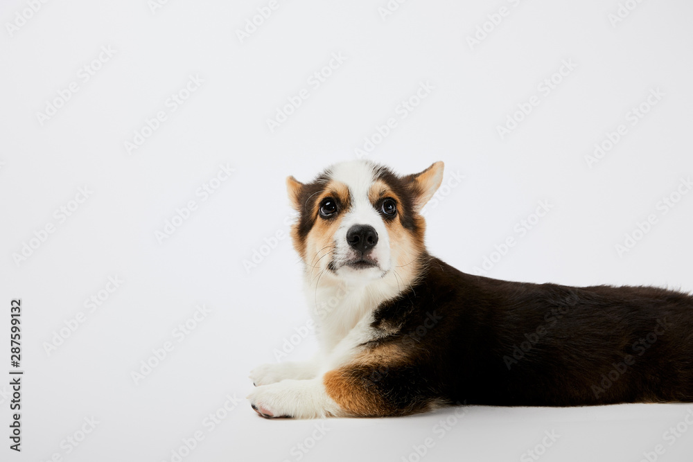 adorable fluffy welsh corgi puppy lying on white background adorable fluffy welsh corgi puppy lying on white background