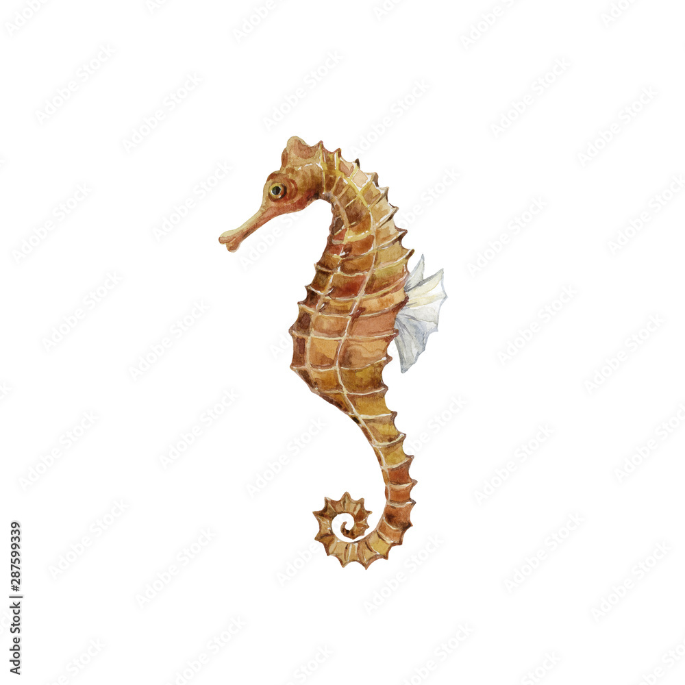 Watercolor graphic of Seahorse. Underwater world.