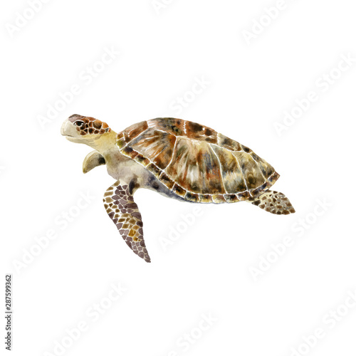 Watercolor graphic of Sea Turtle. Underwater world.