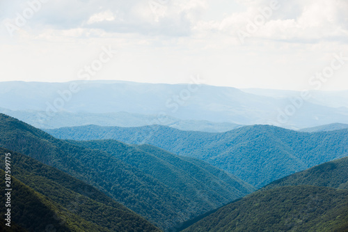 Landscape of picturesque hills covered with pine trees.
