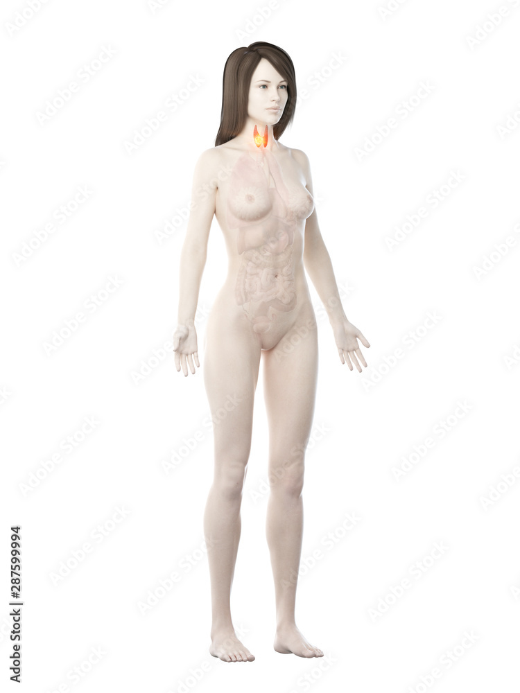 Fototapeta premium 3d rendered medically accurate illustration of a womans thyroid cancer