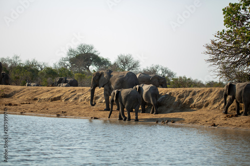 A breeding herd of elephant moving along the banks of a watering hole
