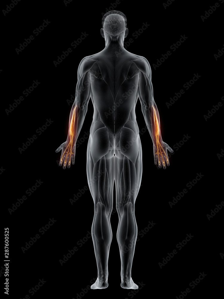 3d rendered muscle illustration of the extensor digitorum 3d rendered muscle illustration of the extensor digitorum