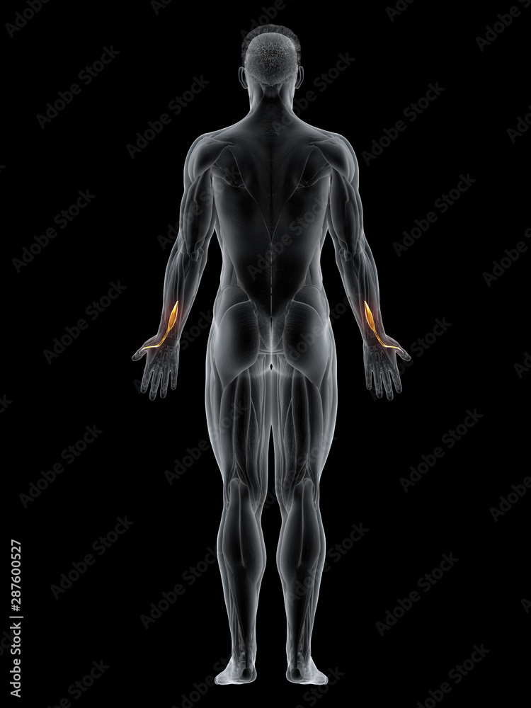 3d rendered muscle illustration of the extensor pollicis longus 3d rendered muscle illustration of the extensor pollicis longus