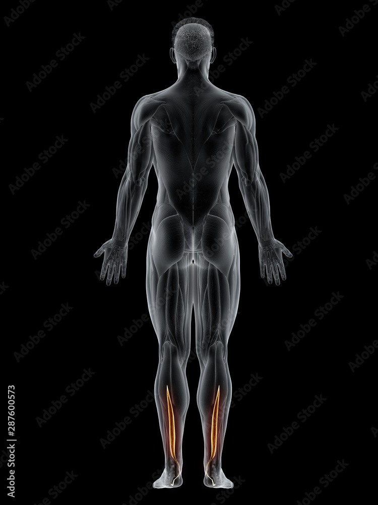 3d rendered muscle illustration of the flexor hallucis