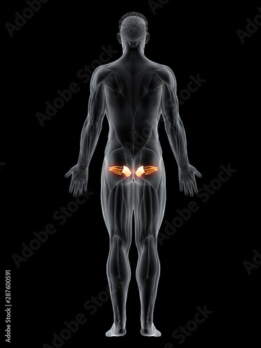 3d rendered muscle illustration of the gemellus