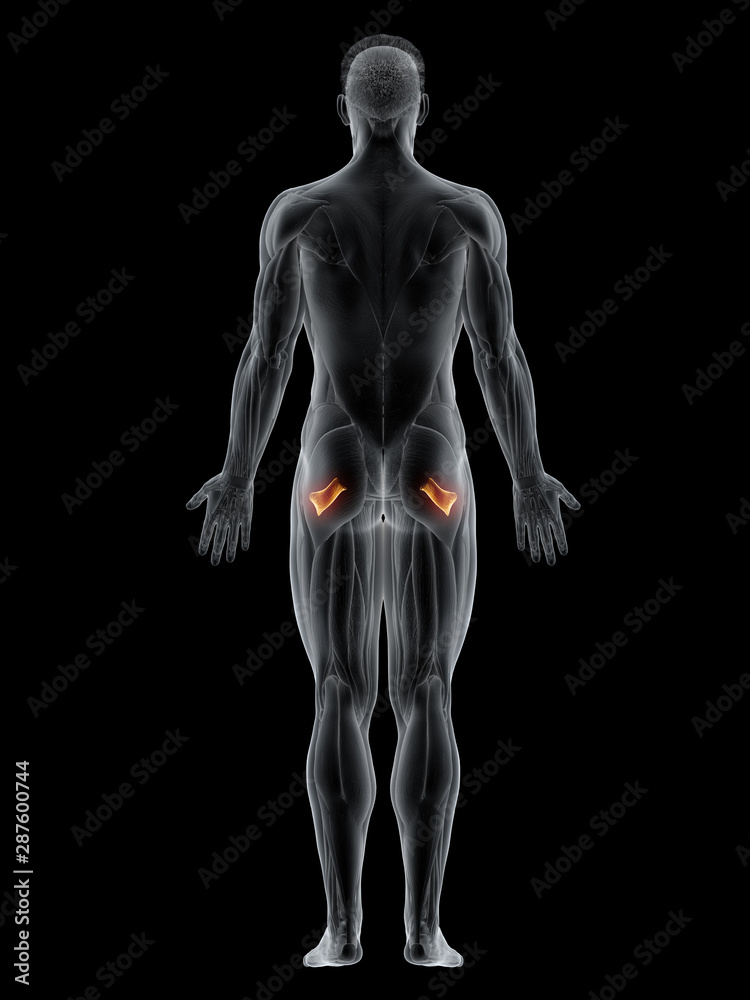 3d rendered muscle illustration of the quadratus femoris 3d rendered muscle illustration of the quadratus femoris