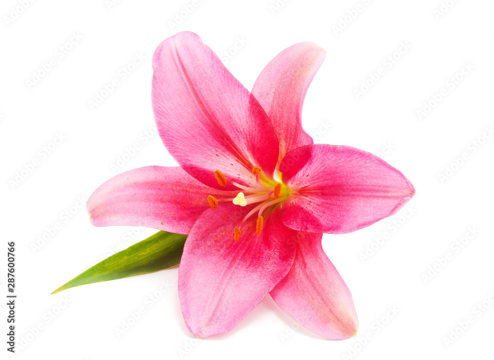 Beautiful pink lily. Beautiful pink lily.