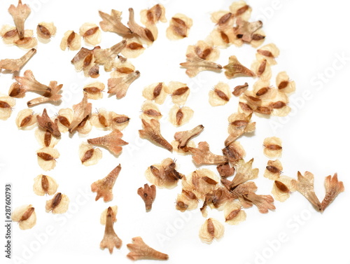 Obraz na plátne Seed from birch tree isolated on white background