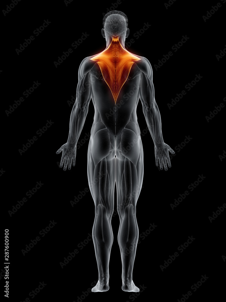 3d rendered muscle illustration of the trapezius 3d rendered muscle illustration of the trapezius
