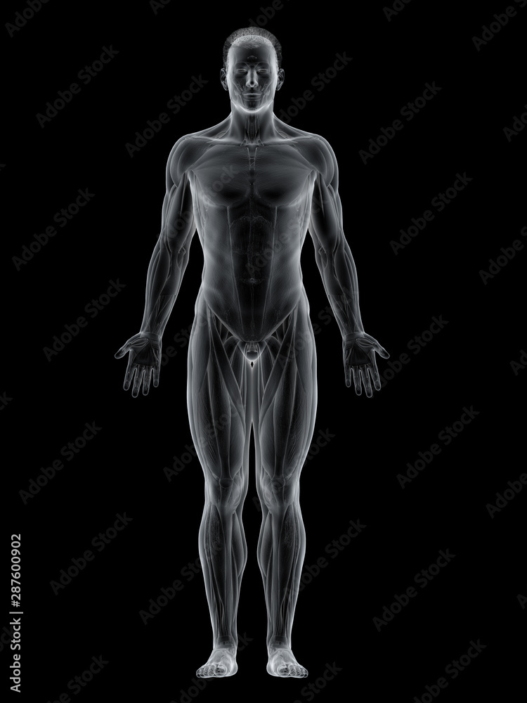 3d rendered muscle illustration of the front 3d rendered muscle illustration of the front