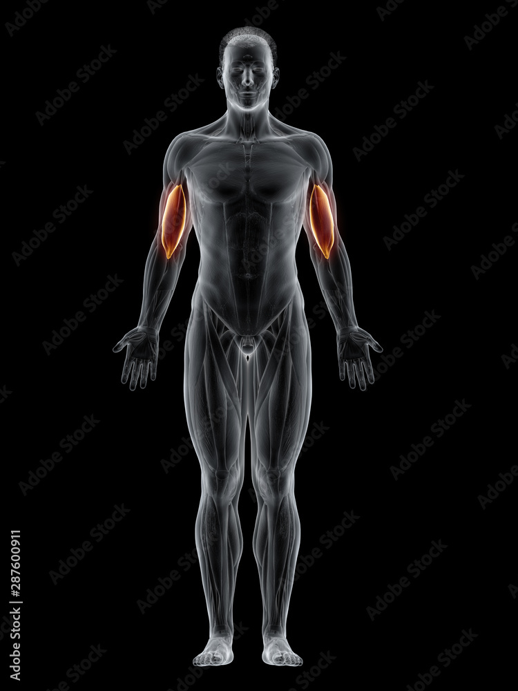 3d rendered muscle illustration of the brachialis