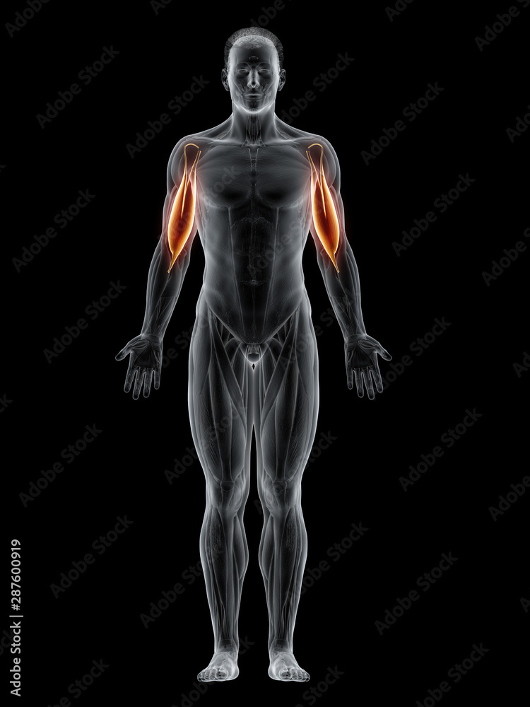 3d rendered muscle illustration of the biceps 3d rendered muscle illustration of the biceps