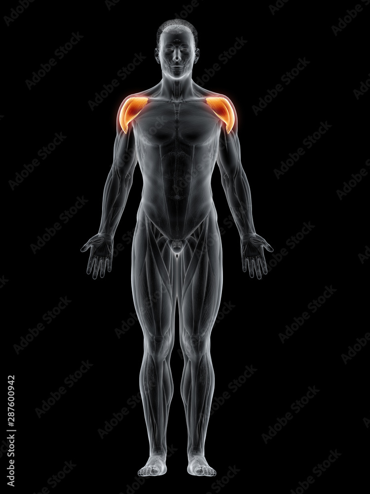 3d rendered muscle illustration of the deltoid