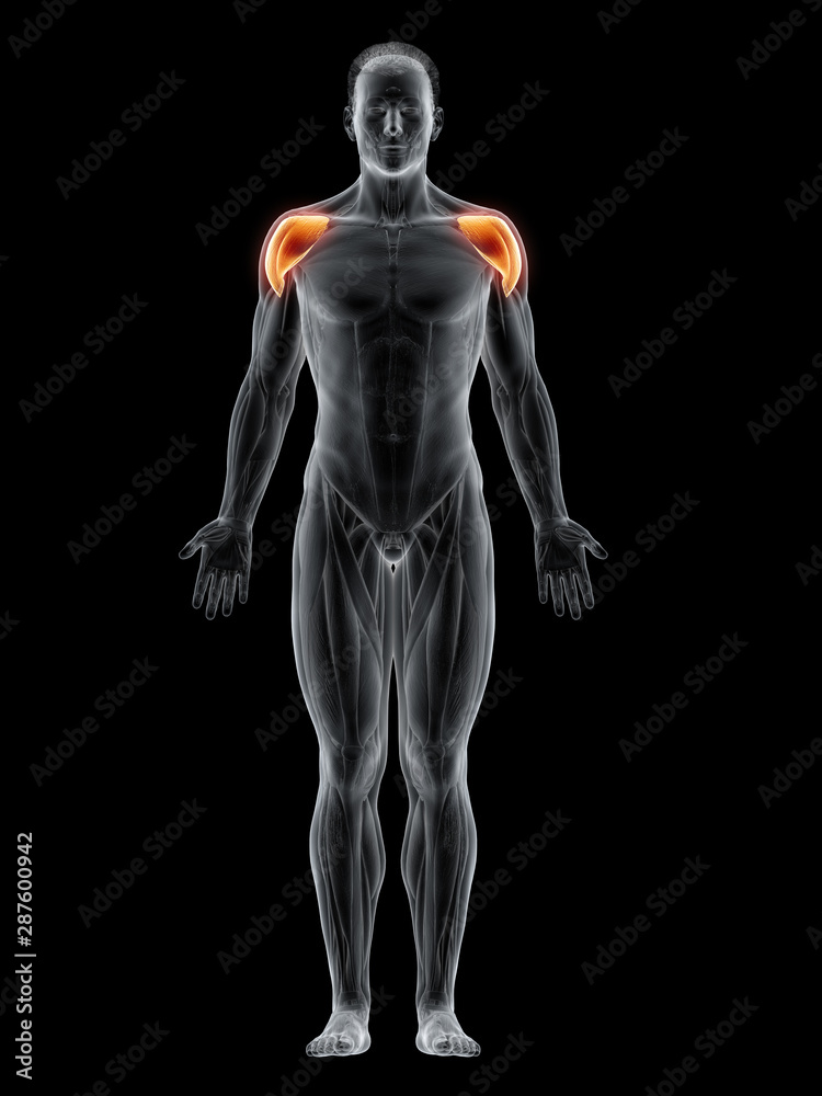 3d rendered muscle illustration of the deltoid 3d rendered muscle illustration of the deltoid