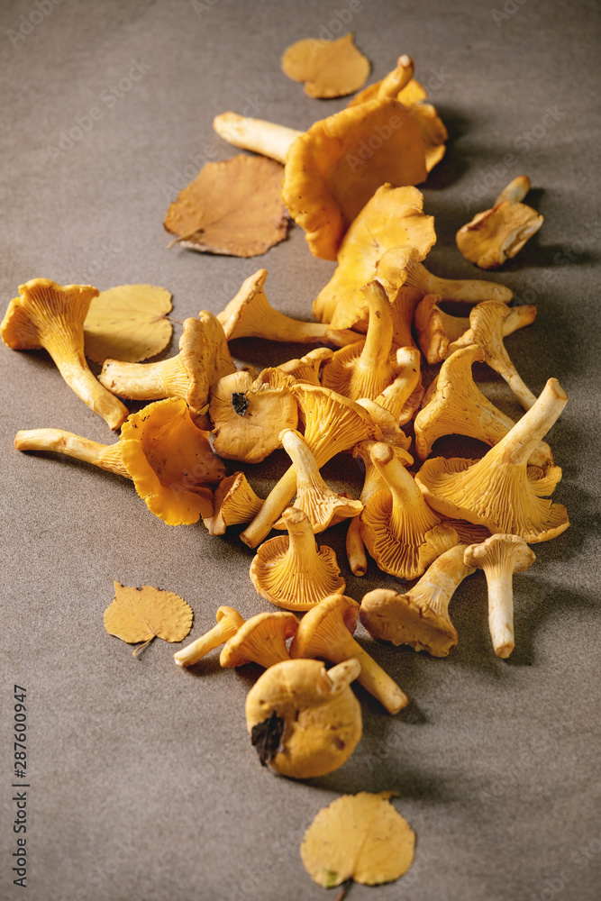 Forest chanterelle mushrooms Forest chanterelle mushrooms