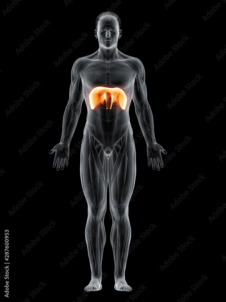 3d rendered muscle illustration of the diaphragm 3d rendered muscle illustration of the diaphragm