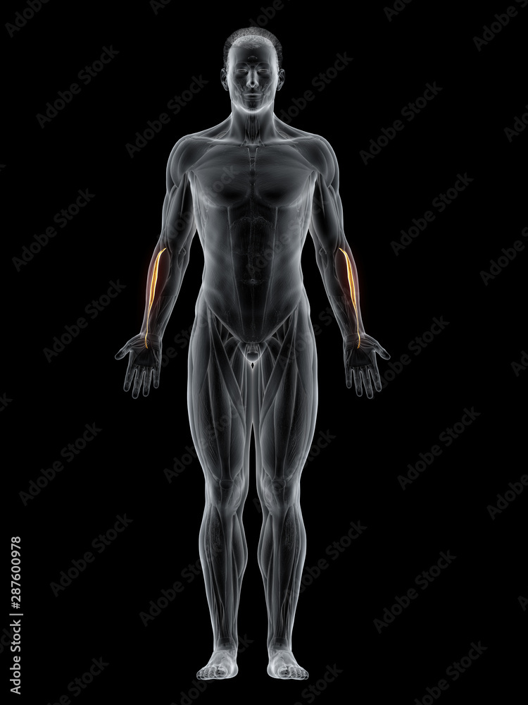3d rendered muscle illustration of the extensor carpi radialis brevis 3d rendered muscle illustration of the extensor carpi radialis brevis