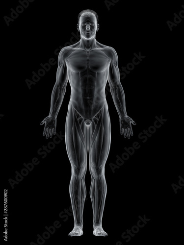 3d rendered muscle illustration of the front