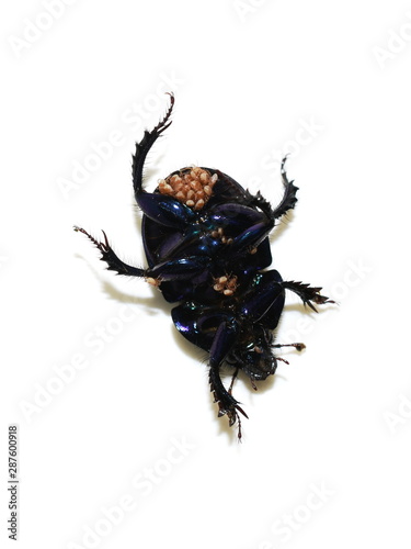 The dung beetle Anoplotrupes stercorosus showing lot of mites