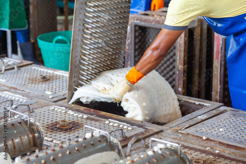 worker fill metal mold with rubber latex pillow at factory