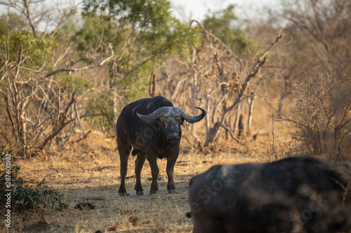 Fototapeta Naklejka Na Ścianę i Meble -  Cape buffalo in their splendour