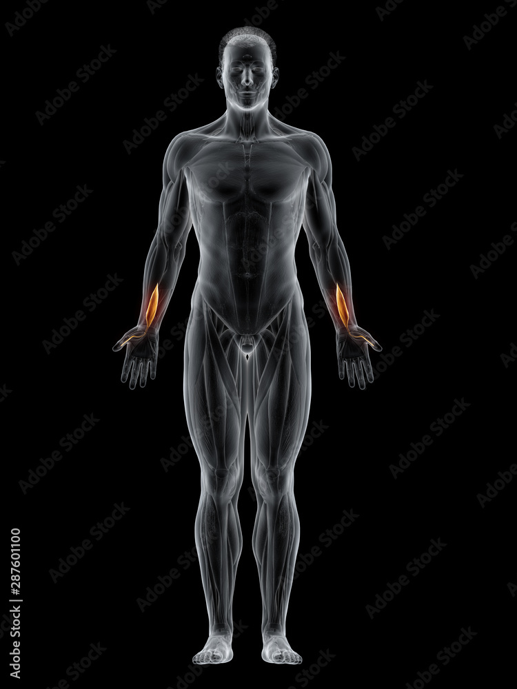 Obraz premium 3d rendered muscle illustration of the flexor pollicis longus