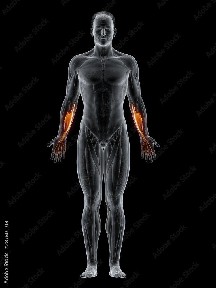 3d rendered muscle illustration of the flexor digitorum superficialis 3d rendered muscle illustration of the flexor digitorum superficialis