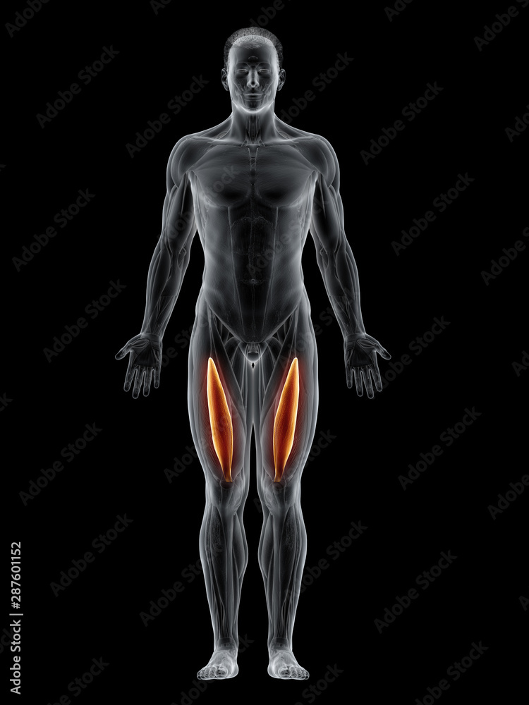 3d rendered muscle illustration of the intermedius