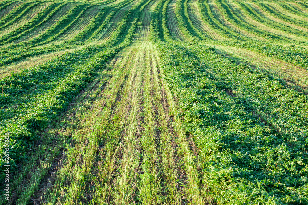 A rolling cut field of alfalfa hay.