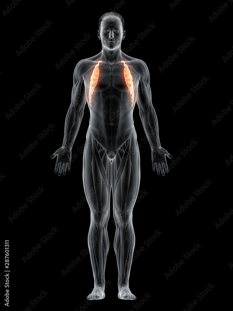 3d rendered muscle illustration of the serratus anterior 3d rendered muscle illustration of the serratus anterior