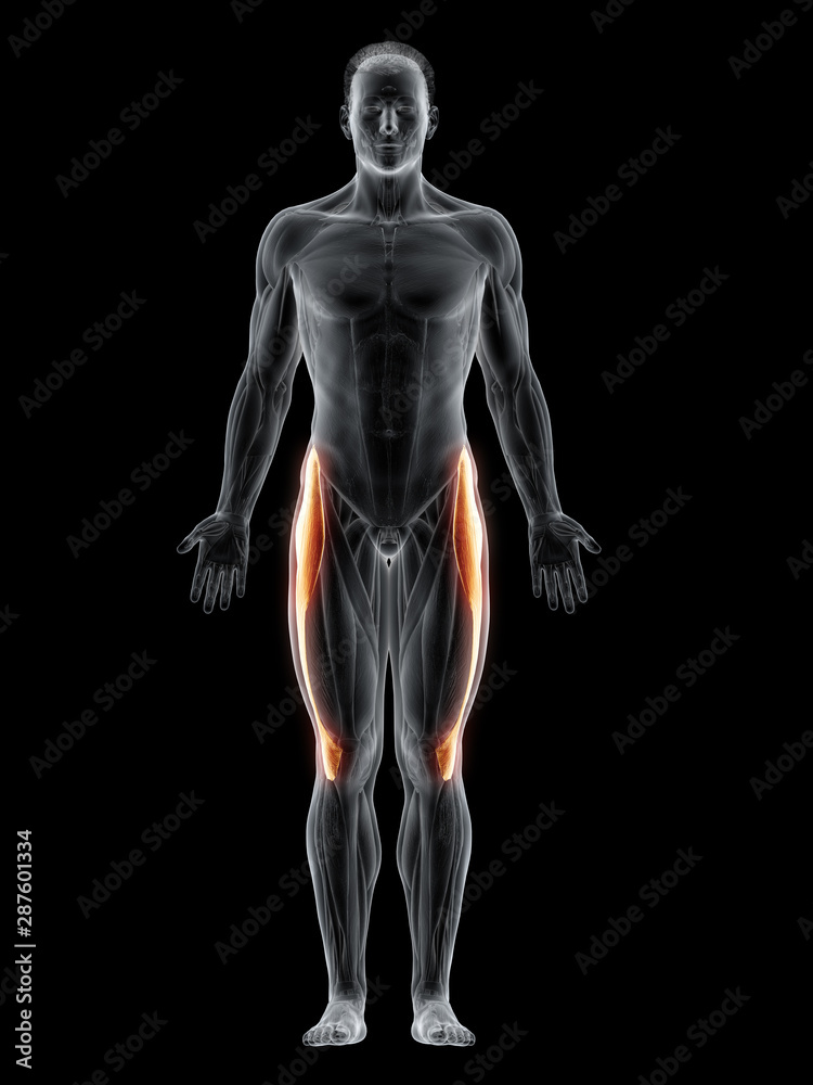 3d rendered muscle illustration of the tensor fascia lata 3d rendered muscle illustration of the tensor fascia lata