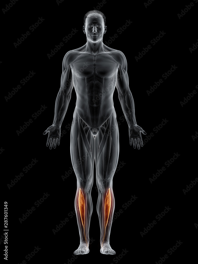 3d rendered muscle illustration of the tibialis anterior