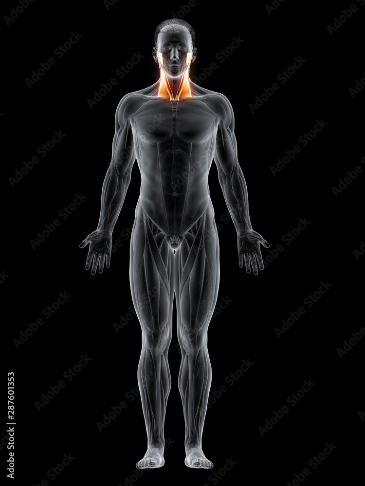 3d rendered muscle illustration of the sternocleidomastoid 3d rendered muscle illustration of the sternocleidomastoid