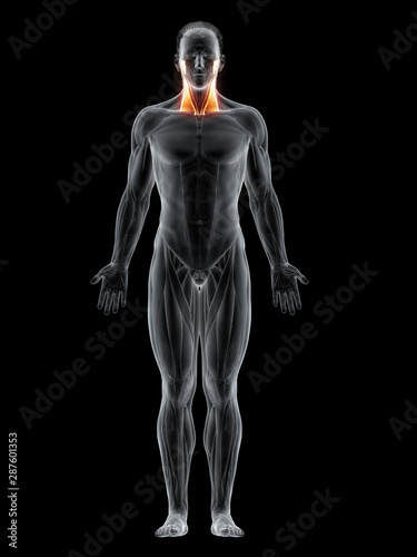 3d rendered muscle illustration of the sternocleidomastoid