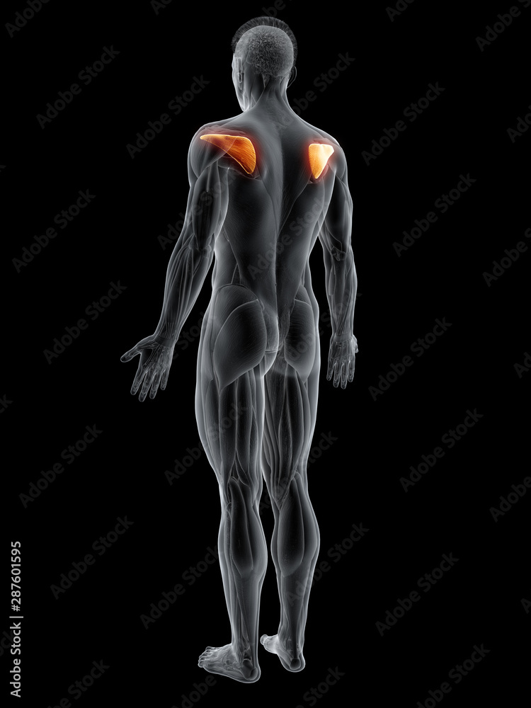 3d rendered muscle illustration of the infraspinatus 3d rendered muscle illustration of the infraspinatus