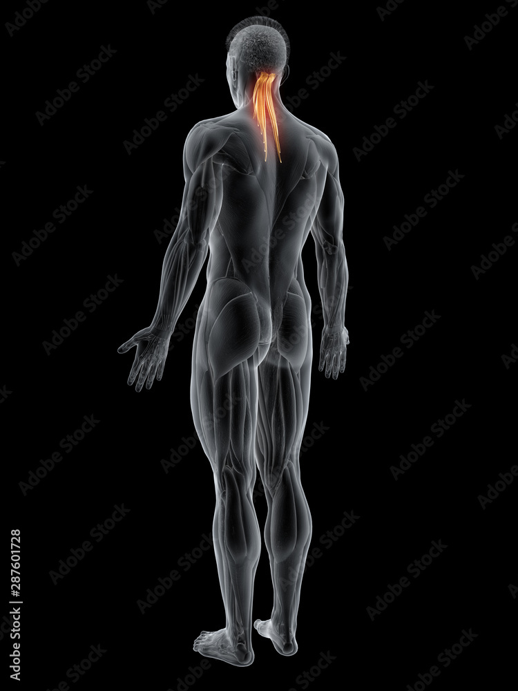 3d rendered muscle illustration of the semispinalis capitis 3d rendered muscle illustration of the semispinalis capitis
