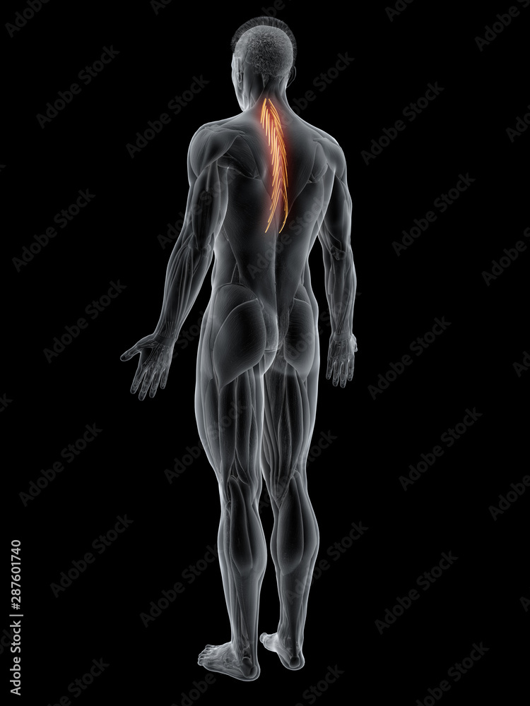 3d rendered muscle illustration of the semispinalis thoracis 3d rendered muscle illustration of the semispinalis thoracis