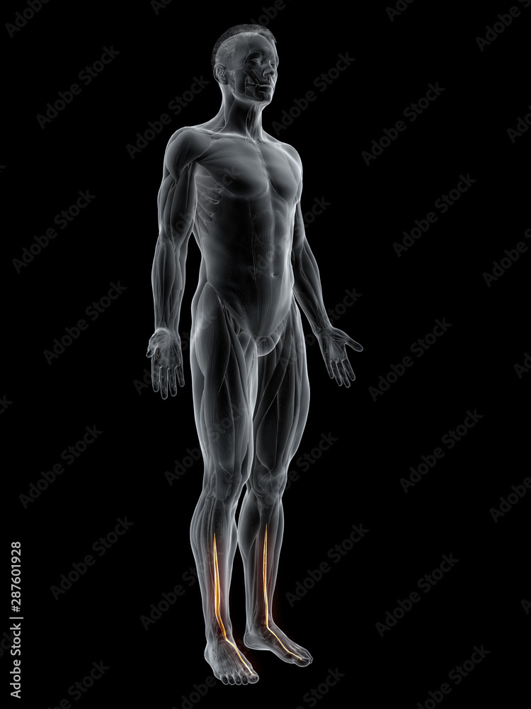 3d rendered muscle illustration of the extensor hallucis longus 3d rendered muscle illustration of the extensor hallucis longus