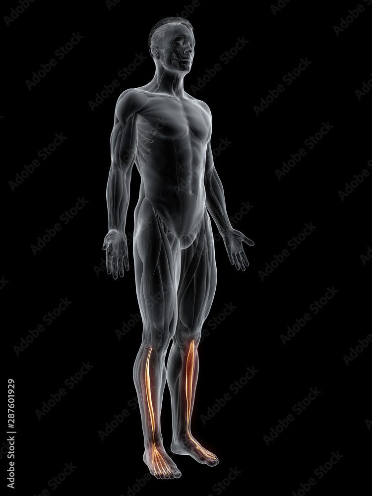 3d rendered muscle illustration of the extensor digitorum longus 3d rendered muscle illustration of the extensor digitorum longus