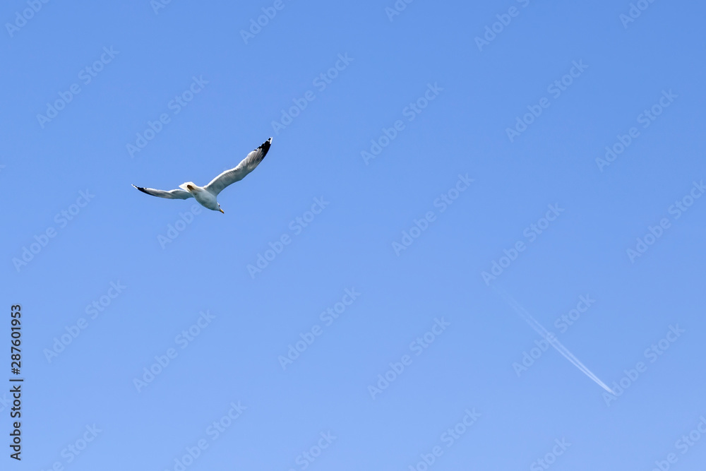 A seagull bird flying in the blue sky A seagull bird flying in the blue sky