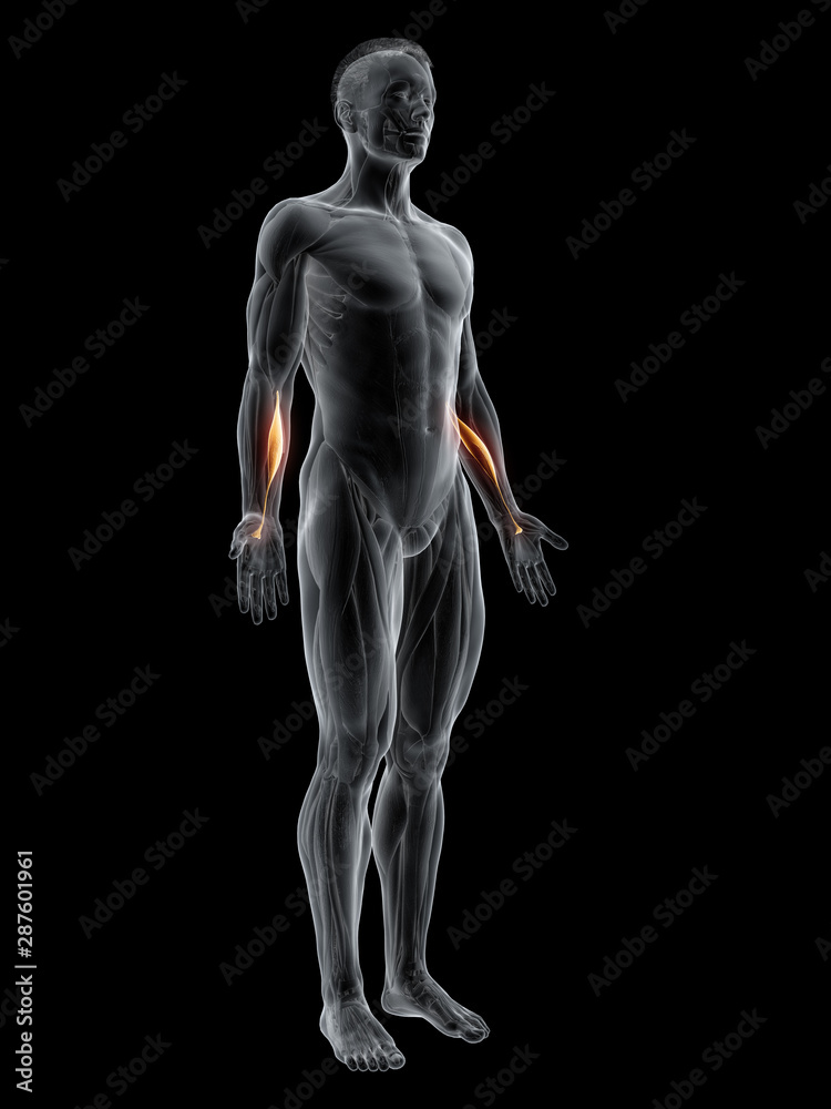 3d rendered muscle illustration of the flexor carpi radialis 3d rendered muscle illustration of the flexor carpi radialis
