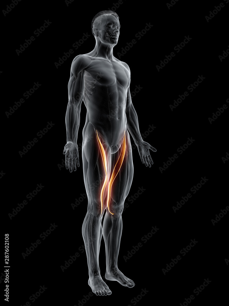 3d rendered muscle illustration of the sartorius