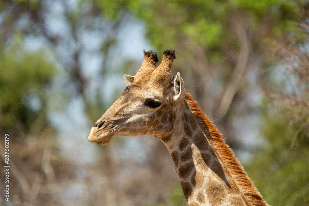 Giraffe hanging about in a tower. Giraffe hanging about in a tower.