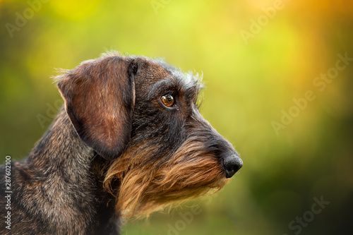 Portrait of dachshund