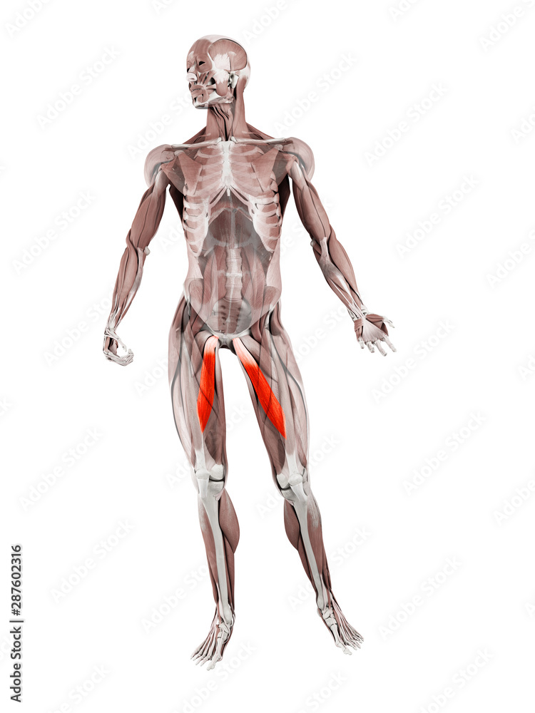3d rendered muscle illustration of the adductor longus 3d rendered muscle illustration of the adductor longus