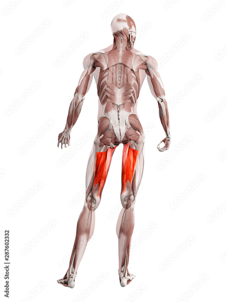 3d rendered muscle illustration of the adductor magnus