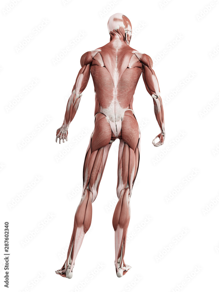 3d rendered muscle illustration of the back