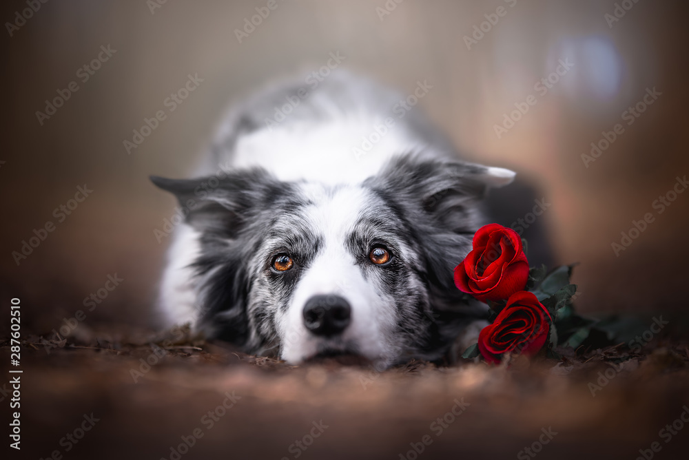 Dog in valentine's day with red roses Dog in valentine's day with red roses