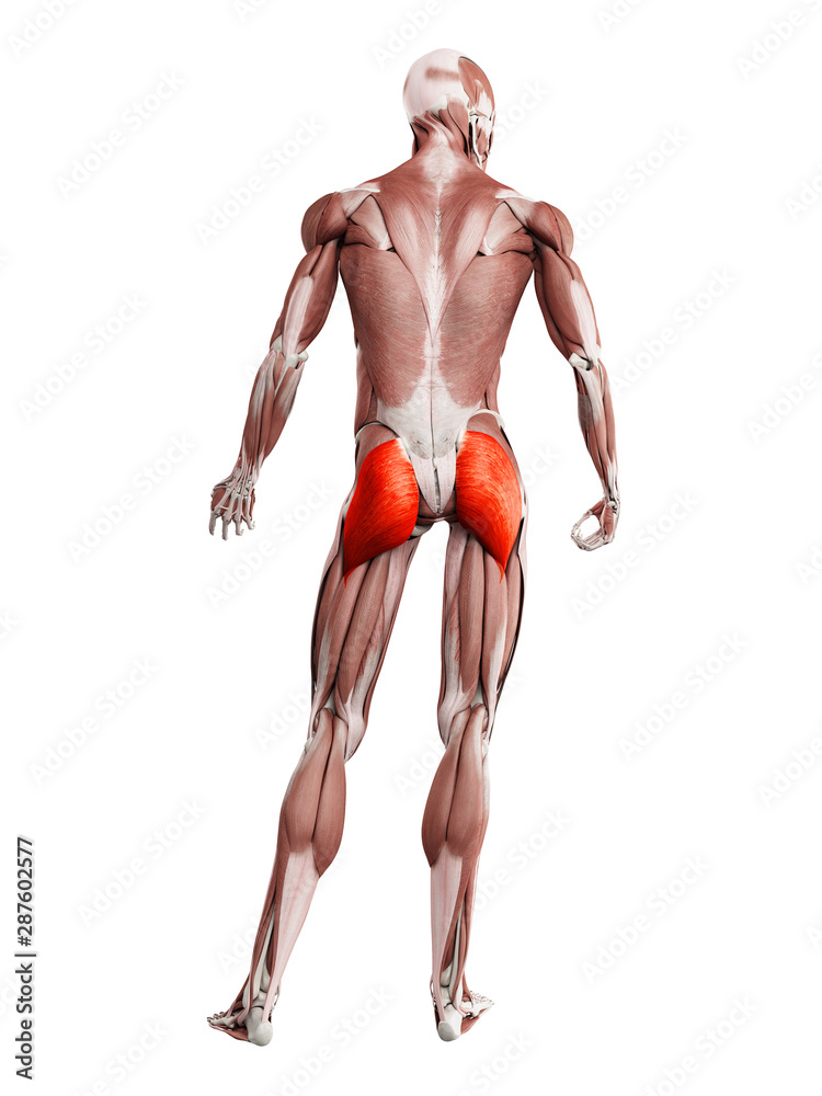 3d rendered muscle illustration of the gluteus maximus 3d rendered muscle illustration of the gluteus maximus